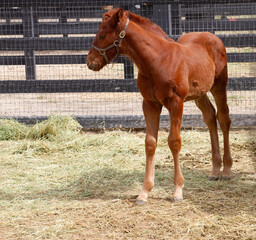 Fototapeta premium Thoroughbred Weanling