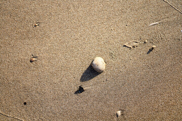 shell in the sand on the seashore