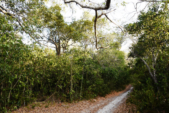 Forest path at Arabuko Sokoke Forest Reserve, Kenya
