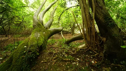 Fotobehang Per ruimte Nice walk by in the forest by the lake  © Ariel
