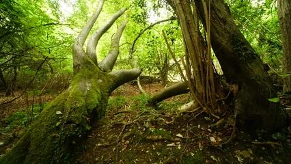 Fotobehang Per ruimte Nice walk by in the forest by the lake  © Ariel