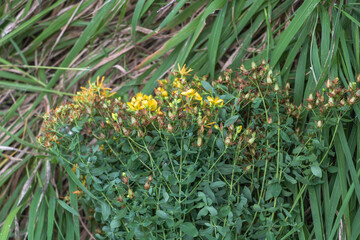 Wild St. John's Wort with yellow flowers growing in green tall grass