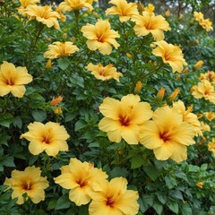Vibrant yellow hibiscus blooms in lush garden , plant, garden flower