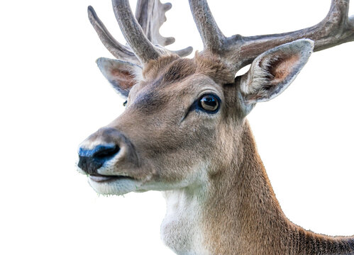 male fallow deer on a white isolated background - Powered by Adobe