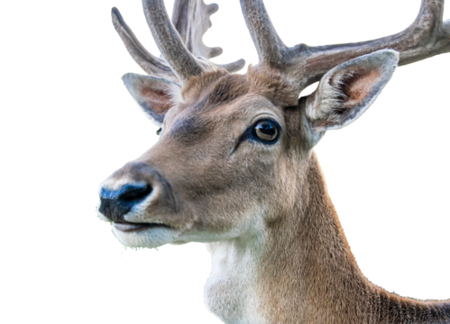 male fallow deer on a white isolated background