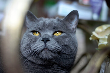 portrait of a cat