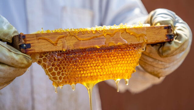 Close-up of a honeycomb segment dripping with golden honey, held by a beekeeper in protective gloves and suit - Powered by Adobe