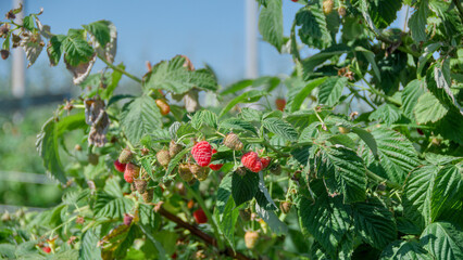 raspberry bushes on a farm
