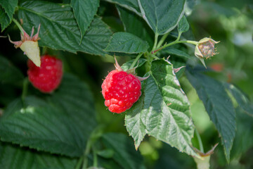 raspberry bushes on a farm