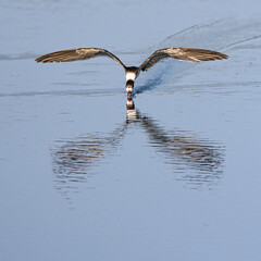 Black Skimmer Gliding Over Water Surface