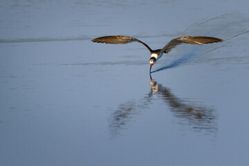 Black Skimmer Gliding Over Water