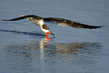 Black Skimmer Gliding Over Water Surface