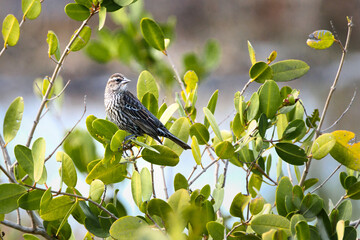 Songbird in Natural Habitat