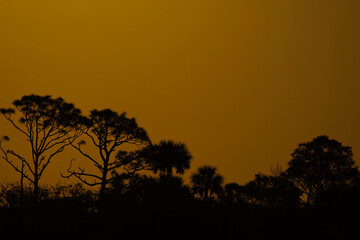 Silhouetted Trees at Sunrise
