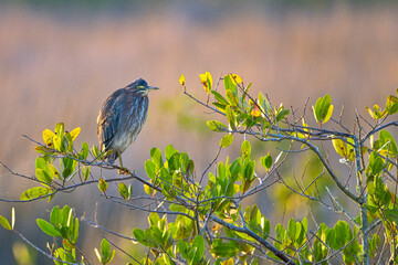 Green Heron Perched on Mangrove Branch