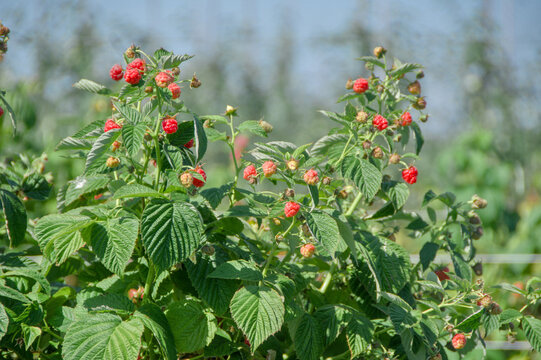 raspberry bushes on a farm - Powered by Adobe