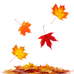 Fototapeta premium Isolated autumn maple leaves on white background