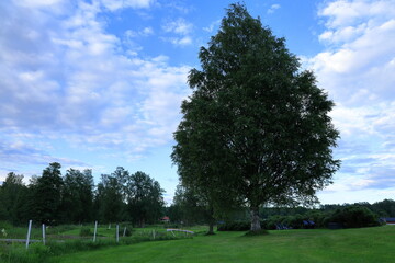 Gigantically large birch tree. Landscape view and nature. Nora, Bergslagen, Sweden. 