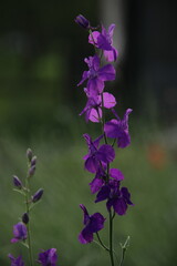 Obraz premium purple flowers in the garden