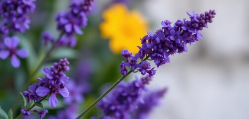 Fototapeta premium Close-up vibrant purple flowers against blurred background, beauty, nature