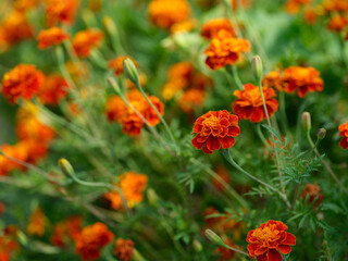 Marigold flowers growing in a field. Close up.