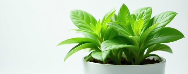 Fototapeta premium A vibrant potted sage plant, leaves lush and green, isolated , detail, aromatic, natural