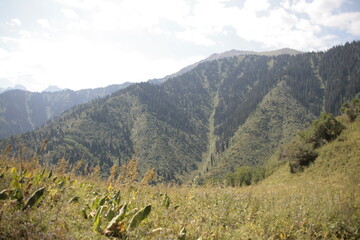 mountain landscape in summer