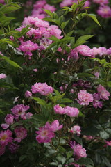 pink roses in the garden