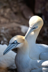 Gannets in Scotland
