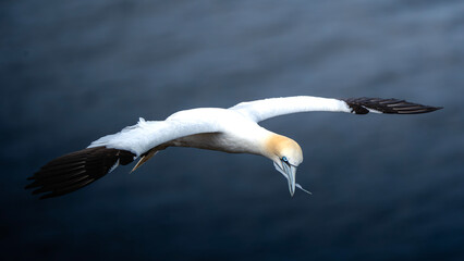 Gannets in Scotland