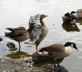 canada goose on the water flapping wings