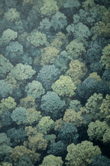 misty blue haze over green forest from above