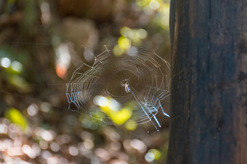 Teia de Aranha Brilhando ao Sol com Fundo de Floresta
