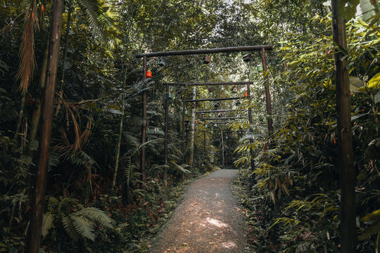 Trilha de Floresta com Casinhas de P&aacute;ssaros Suspensas e Vegeta&ccedil;&atilde;o Exuberante