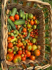 A basket of vegetables from the garden.