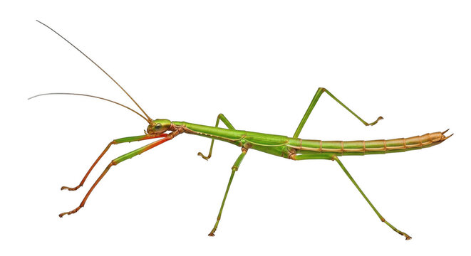 Stick Insect Picture No Background