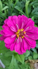 Obraz premium Zinnia is an attractive garden flower with pink flowers and green leaves. It is an annual herbaceous plant.
