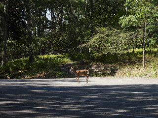 A whitetail deer, doe, roaming the Big Meadows Picnic Grounds, as there wasn't a lot of visitors this crisp, september, autumn day. Shenandoah National Park, Virginia.