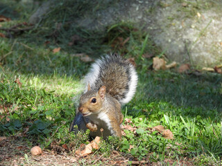 Eastern gray squirrel enjoying a sunny, autumn day, within the woodland forest of Shenandoah National Park, Virginia.