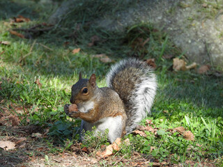 A hungry, eastern gray squirrel, preparing to eat a wild hickory nut, a favored food source. Shenandoah National Forest, Virginia.