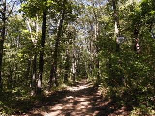 Obraz premium Visitors can enjoy hiking the Compton Gap Trail, within the woodland forest of Shenandoah National Park, Virginia. Blue Ridge, Appalachian Mountains.