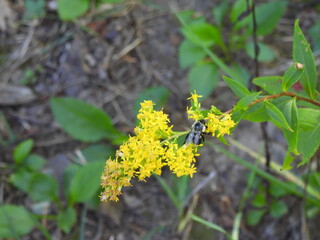 Eastern bumblebee, sipping nectar from an tiny, yellow, early goldenrod flowers, within the woodland forest of Shenandoah National Park, Virginia.