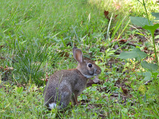 Eastern cottontail rabbit living within the woodland forest of Shenandoah National Park, Virginia.