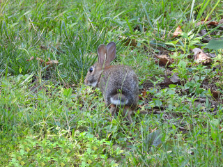 Eastern cottontail rabbit living within the woodland forest of Shenandoah National Park, Virginia.