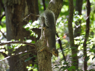 Eastern gray squirrel enjoying a sunny, autumn day, within the woodland forest of Shenandoah National Park, Virginia.