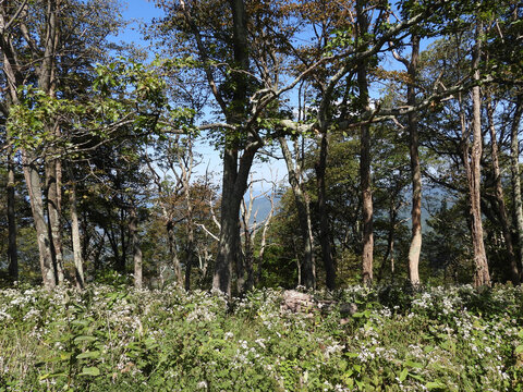 A beautiful forest scene, with deciduous trees and white snakeroot wildflowers. Shenandoah National Park, Blue Ridge, Appalachian mountains, Virginia.