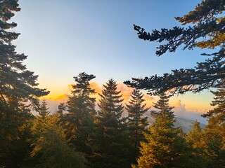 sunset in the forest