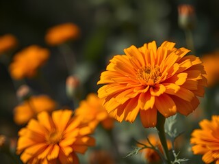 A detailed close-up of a vibrant orange calendula flower blooming in a sun-drenched garden with a soft-focus background.