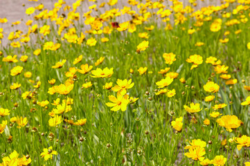Fototapeta premium Beauty coreopsis flowers in the summer city park. Yellow large flowered tickseeds or common coreopsis in the garden. Blur background, selective focus. Family name Asteraceae, Scientific name Coreopsis
