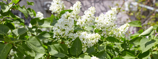 Beautiful lilac flowers branch on a green background, natural spring background. Blooming lilac bush with tender flower. Selective focus, blurred background